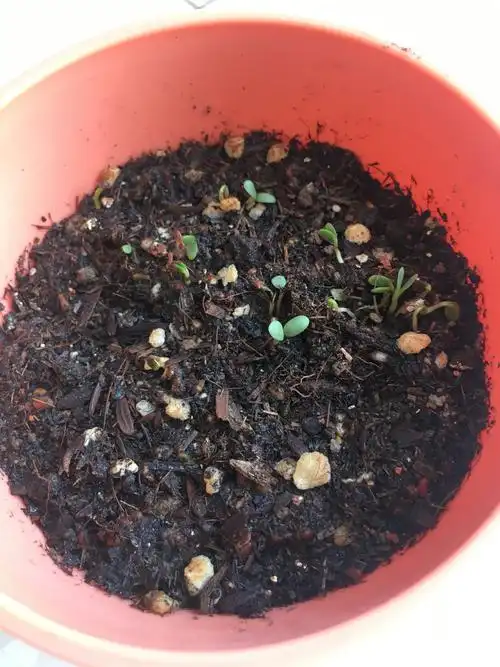 写美篇8月18日  星期日  晴      很遗憾,今天矮牵牛依然没有发芽