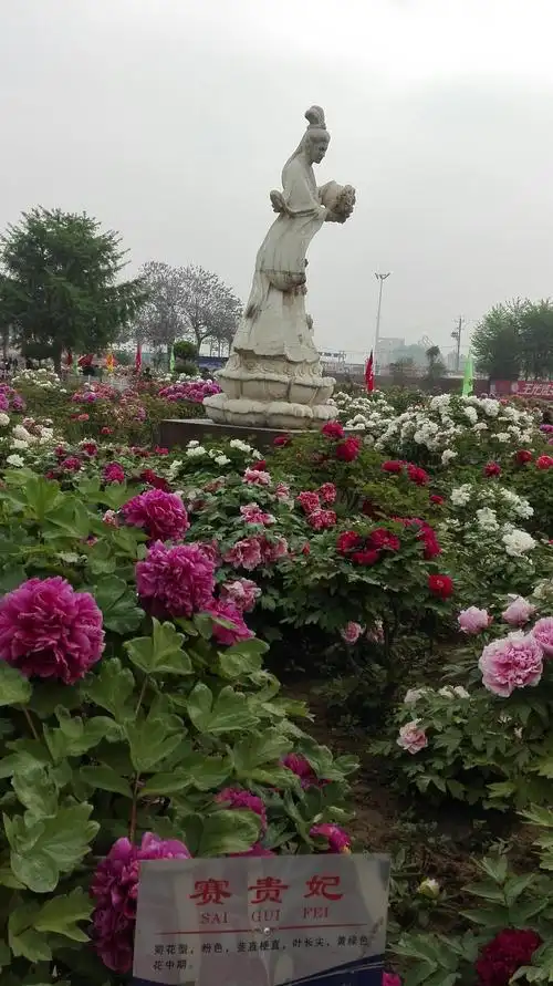 山东省菏泽市牡丹区牡丹北路靠近曹州牡丹精品园