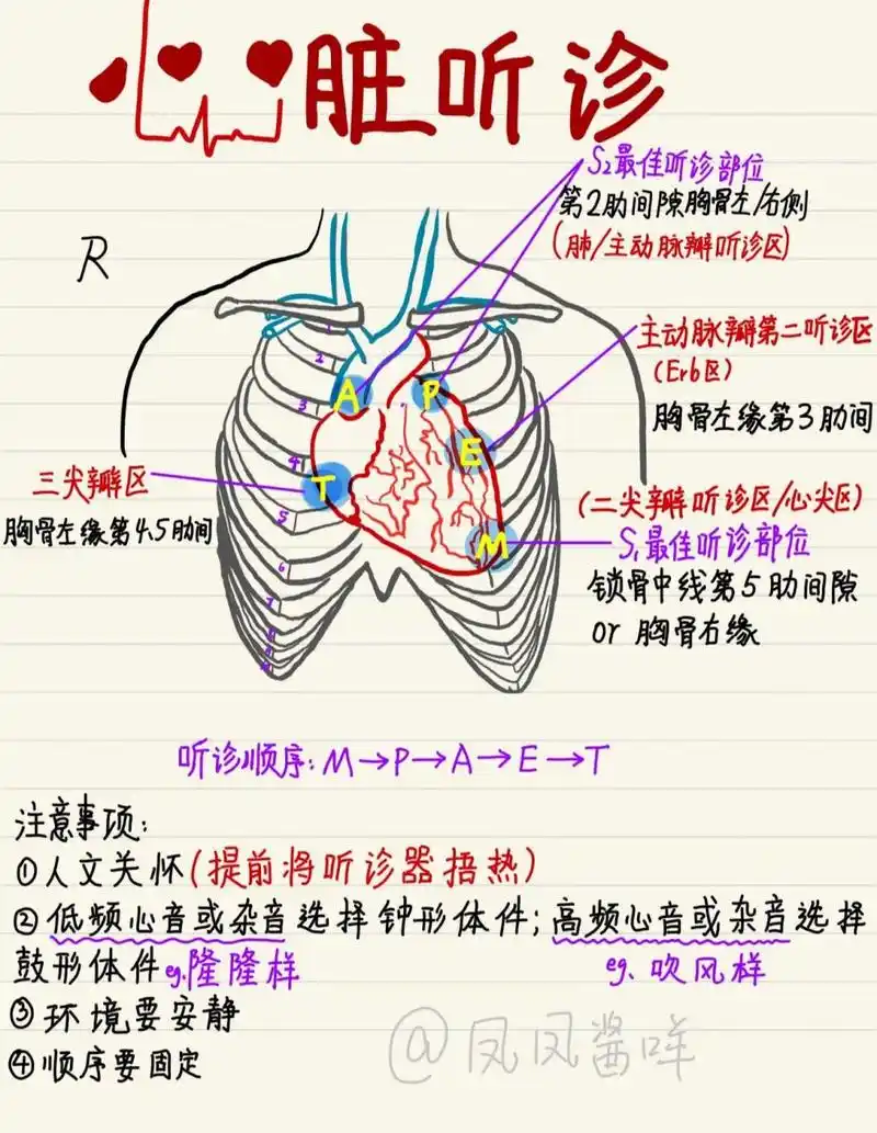 98 医学生笔记 | 心脏听诊 建议点赞收藏 心脏听诊难点挺多,需要