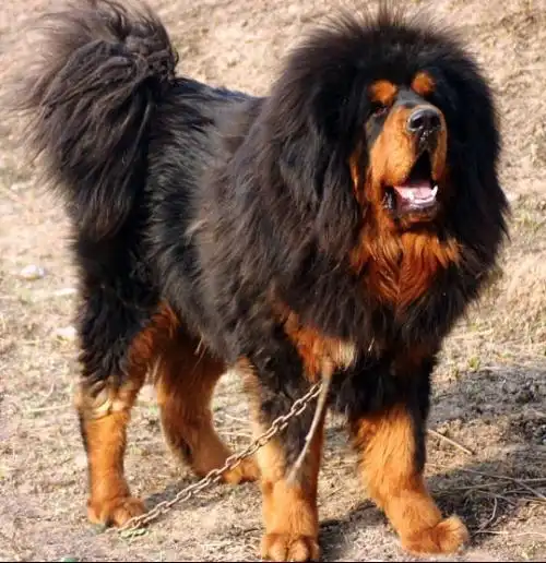 什么叫铁包金藏獒?铁包金的意思是什么?