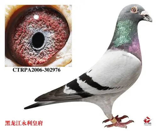 观看竞标过程 运输及特别提示 运输费用:与号目钜徊⒅Ц,汽运及火车