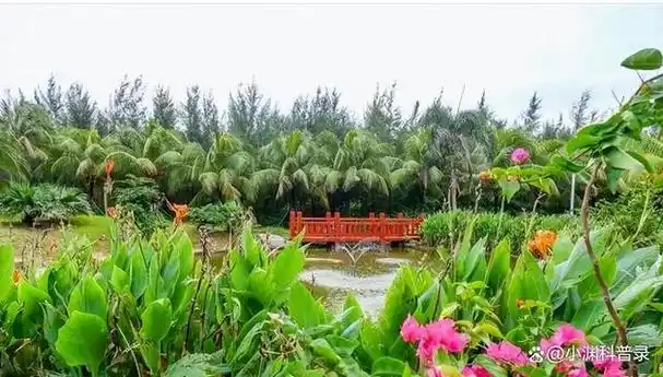 永暑岛已成为绿色生态岛屿长650米的湿地生长出数百棵自然植株