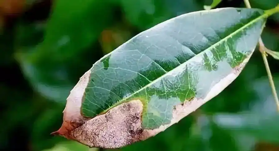 桂花炭疽病:该病主要侵染桂花叶片.