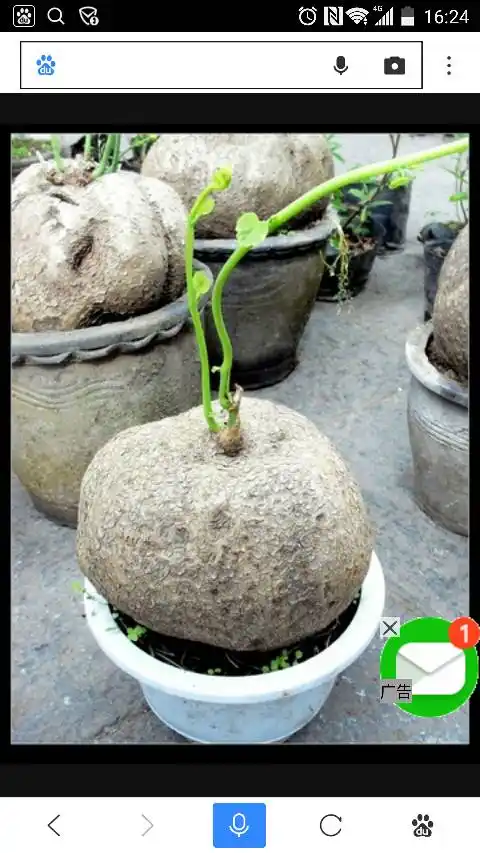 请问,这是什么多肉植物植物?