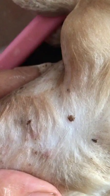 发现流浪狗啊旺的娃身上都是跳蚤带回家洗澡竟然发现身上叮满了蜱虫