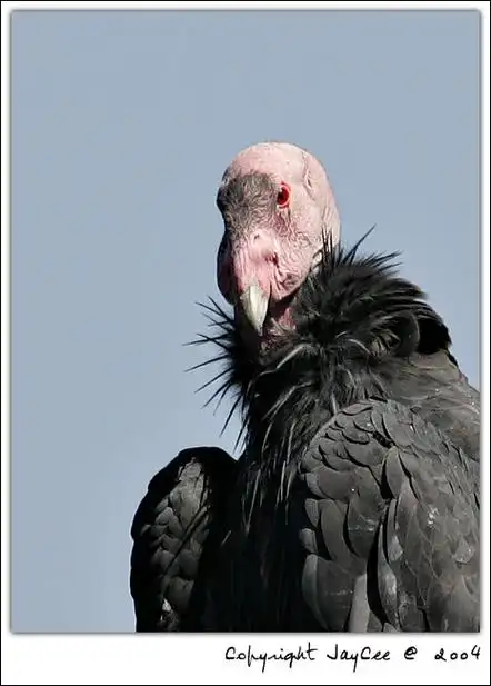 p>美国加州秃鹰是 a target="_blank" href="/item/北美/10447373"