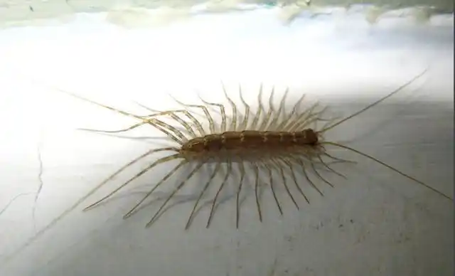 这个小虫子叫蚰蜒而且还是益虫在日本被当做宠物你见过吗