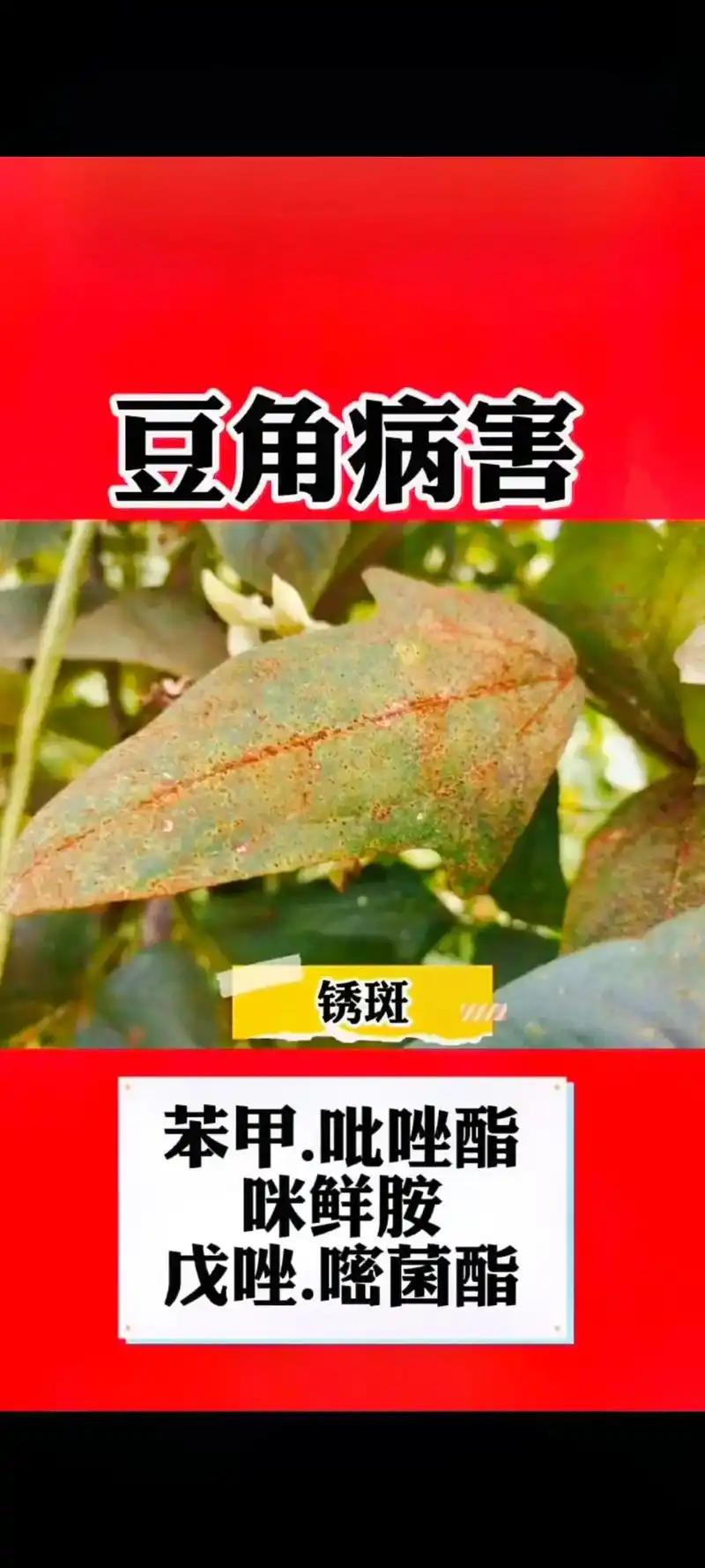 豆角常见病害!防治方法. #抖音助农 #豆角 #三农 - 抖音