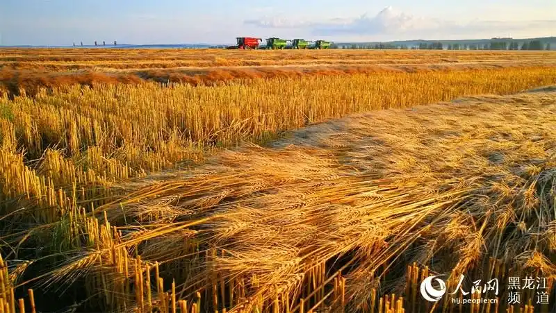 全面展示反映黑龙江省各市(地)的大森