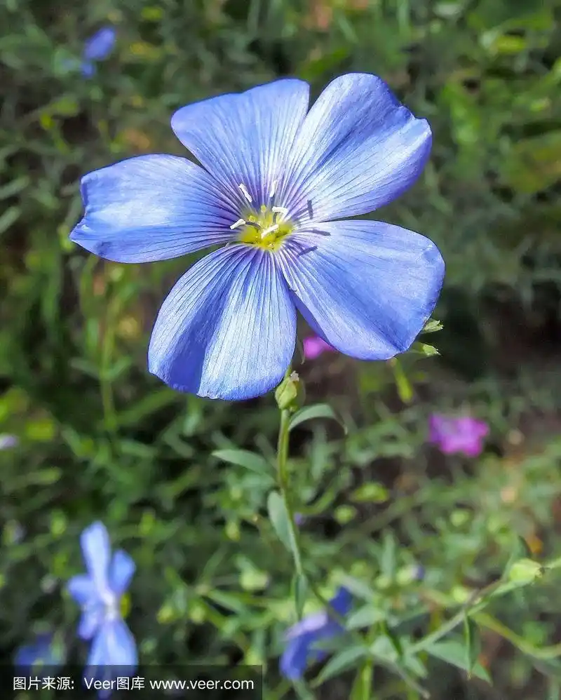 花园背景上的蓝色亚麻花