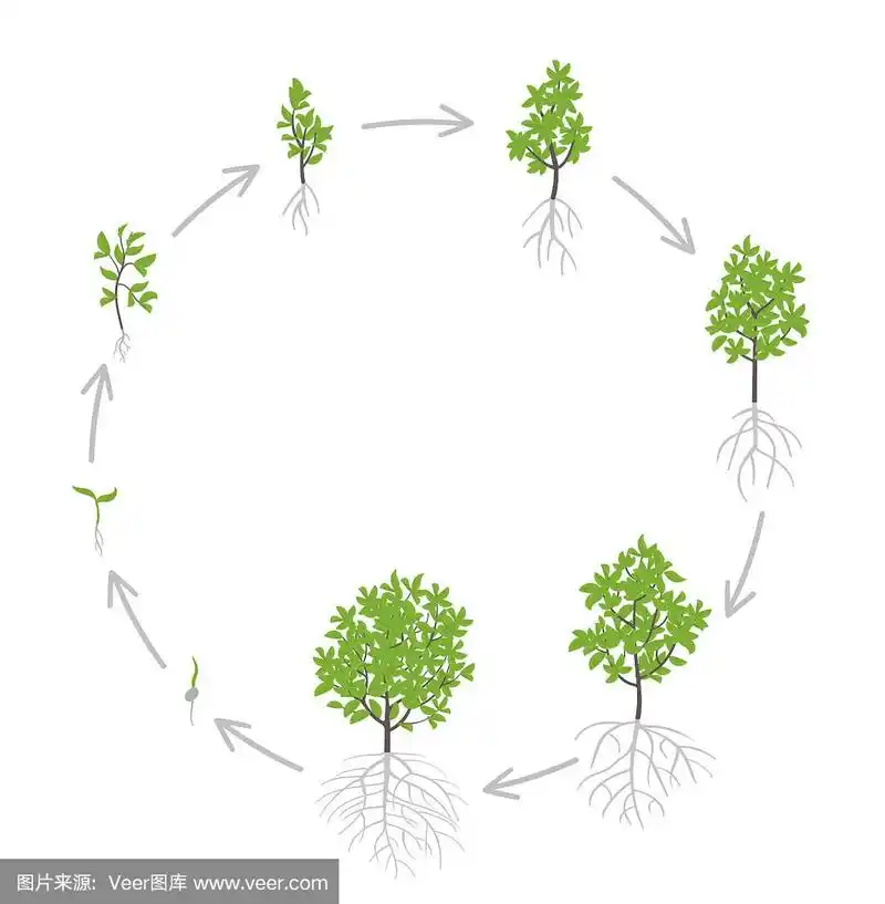 树木生命周期动画植物幼苗阶段.