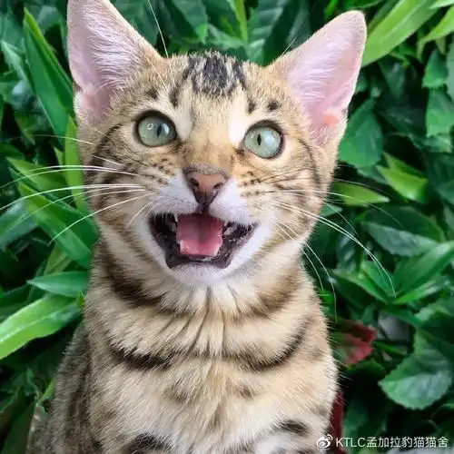 ktlc孟加拉豹猫---cash,双眼至鼻梁间无白纹