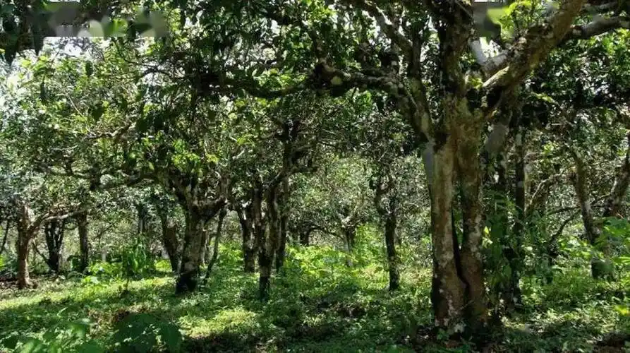 普洱茶茶树(乔木型)