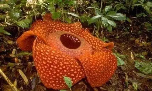 世界上最大的食人花大王花吃人图片触目惊心