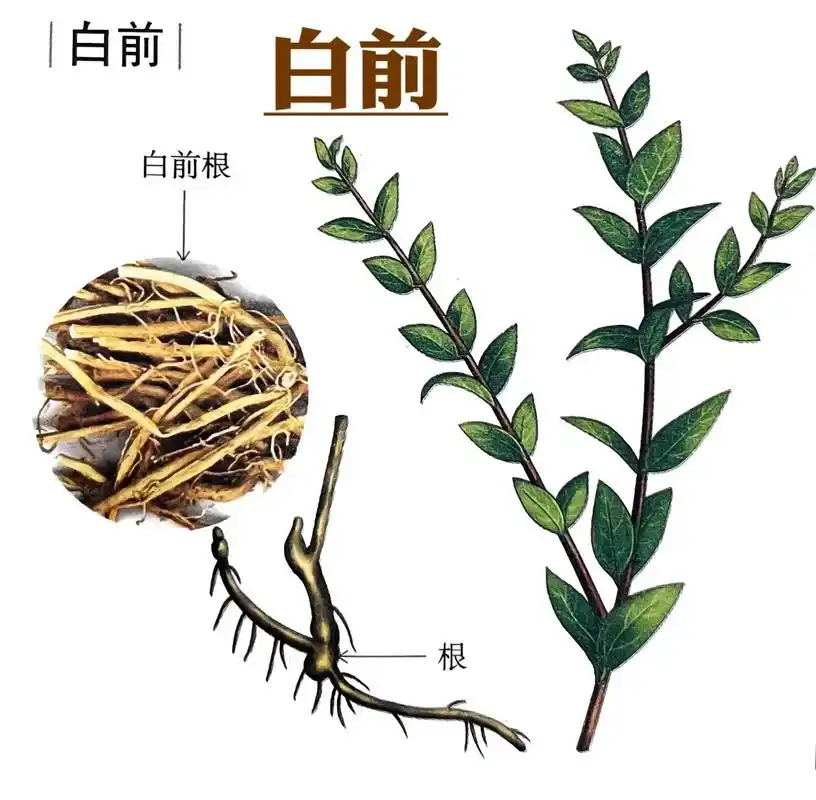 l附方l  1.久嗽唾血.炒过的白前,桔梗,桑白皮各三 - 抖音