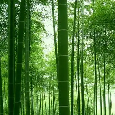 竹子头像唯美意境图片 好看的竹子高清微信头像