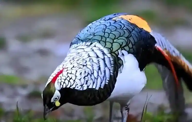 将四只野鸟的照片发给了林业局,经专家们确认,这四只鸟就是白腹锦鸡