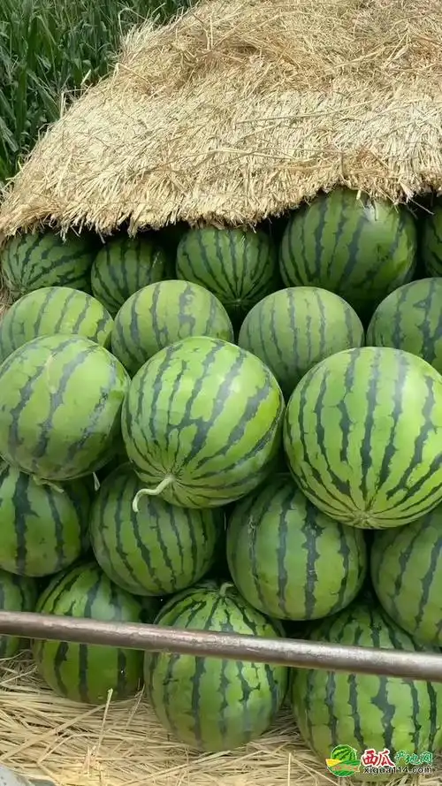 白城西瓜产区庆红999现货供应