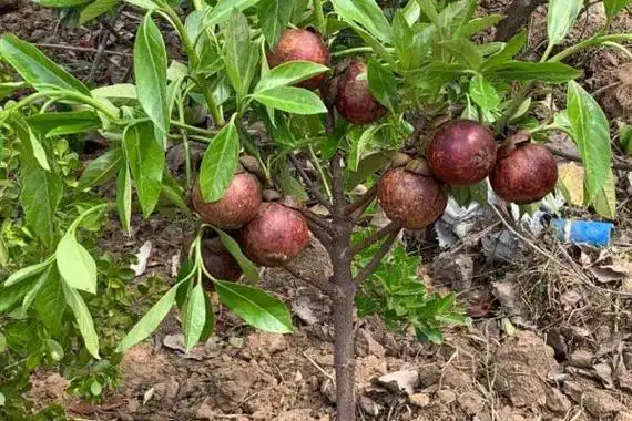 山竹的种植条件,种植地的坡度不能小于2度