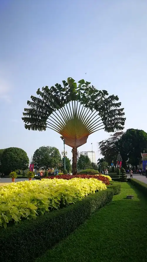 修剪成扇形的美树