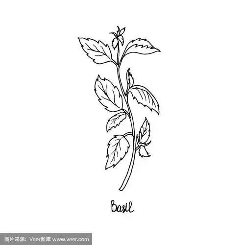 罗勒.矢量图是手工绘制的.涂鸦风格
