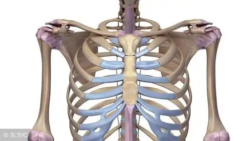 剑突是什么剑突的位置在哪里疑惑马上就可以解开