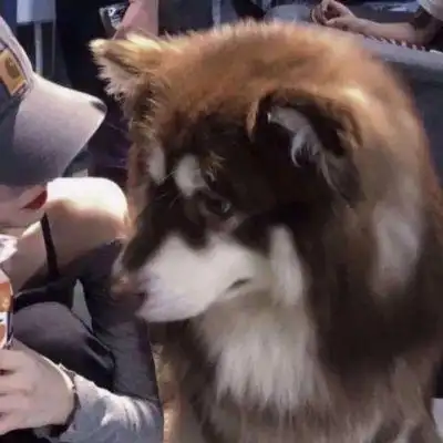 情侣头人和狗狗_情侣头像_我要个性网