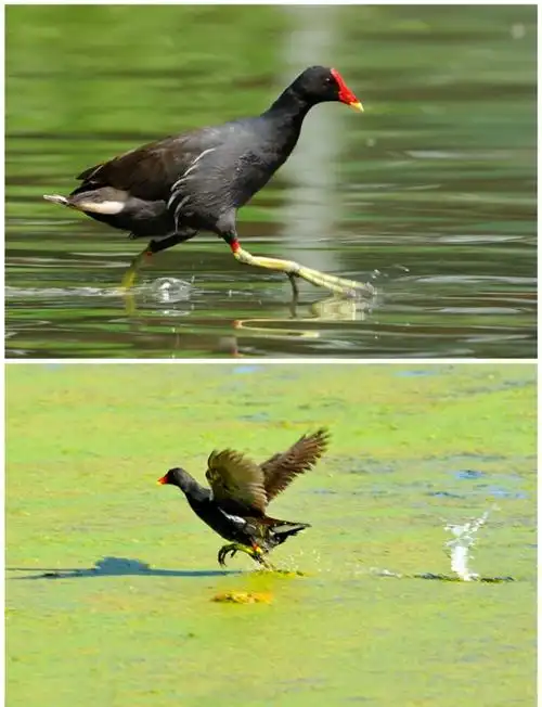 黑水鸡的形态与习性