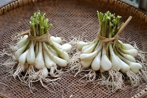 【晓姚妈妈菜】基地"富硒藠头"大获丰收!