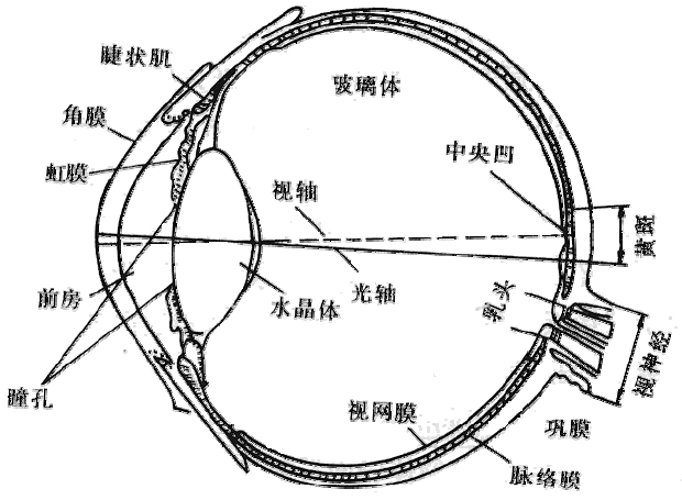 双目立体视觉及正交偏振3d显示