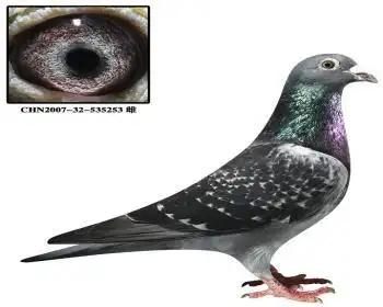 庆国父子"帝卢速霸龙"精品种鸽