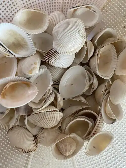 手工制作贝壳船乘风破浪一帆风顺