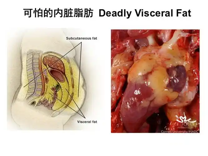 研究表明,体内脂肪会破坏人体内部的信息传导系统,被脂肪包裹的内脏