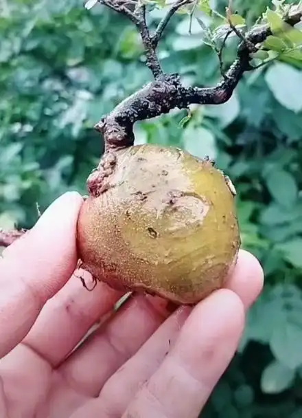 黄金朴又名相思树