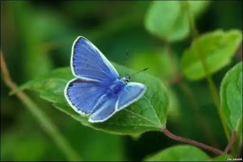谁有稀有飞蛾的图片