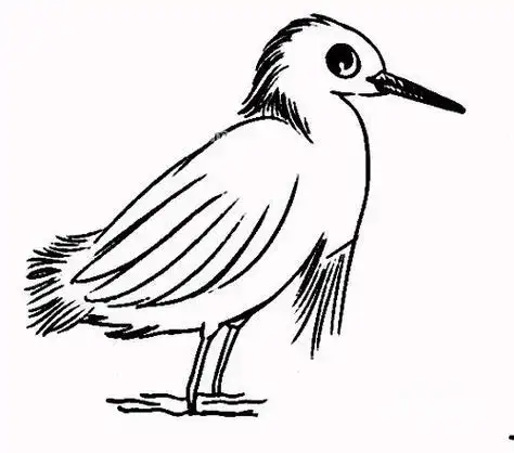 如何画白鹭一行白鹭简笔画图片大全简单步骤