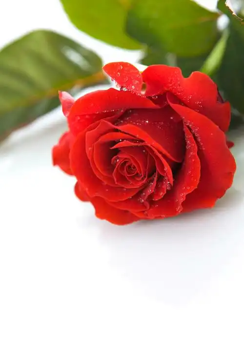 红玫瑰红玫瑰与露珠在白色背景上