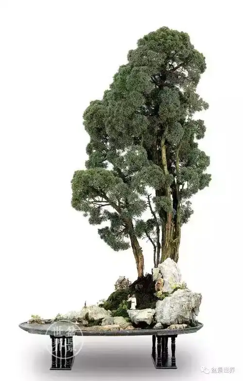 一组真柏盆景作品欣赏 养眼养心