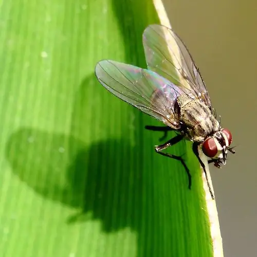 池塘边的蝇-微距小昆虫