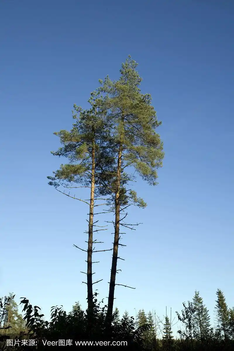 蓝天下的松树