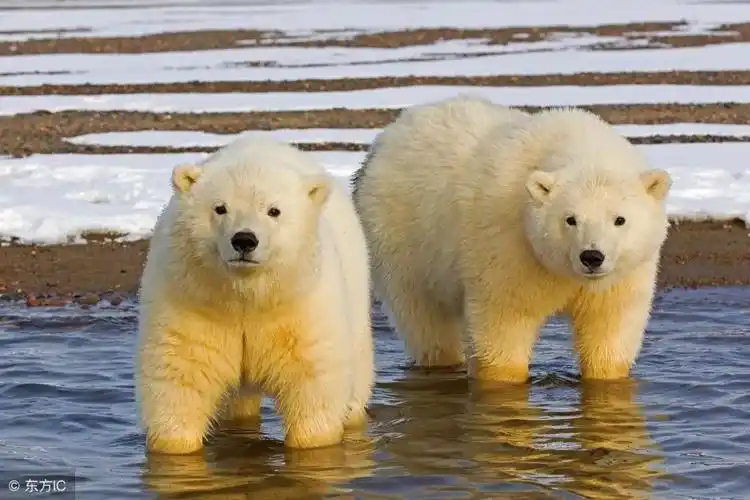 俄罗斯准备拿北极熊换国宝俄国网友我们十分想见大熊猫
