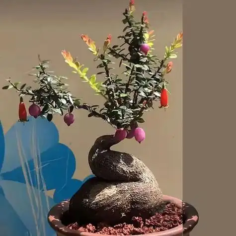 五翅莓在室内种植可以吗