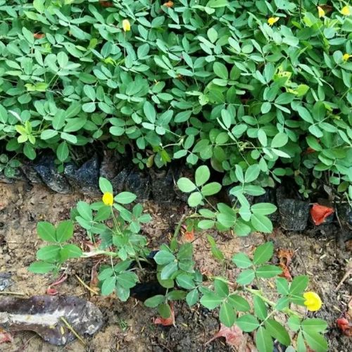 多年生绿化袋苗 遍地黄金 蔓花生 花苗盆栽植物 花生花工程绿化苗 50