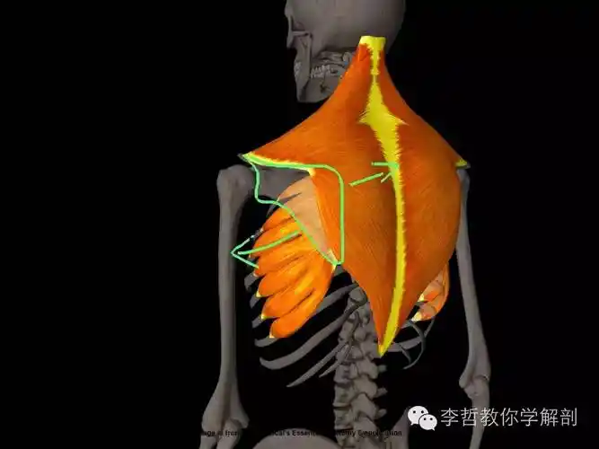 第九季原来这块肌肉是让你肩胛骨内侧产生疼痛
