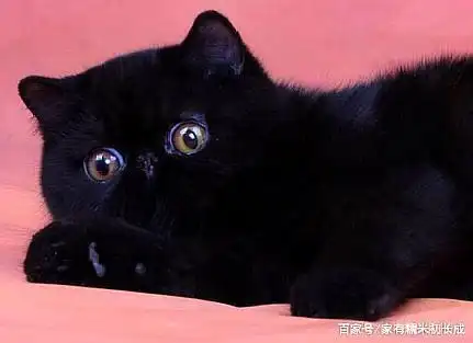 大脸盘子,扁鼻子,圆脑袋,身体圆,短毛版的波斯猫—异国短毛猫