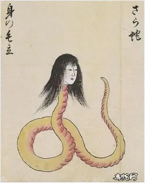 日本神话中的人头蛇身妖怪图美女蛇图片欣赏美女蛇图片性感美女蛇图片