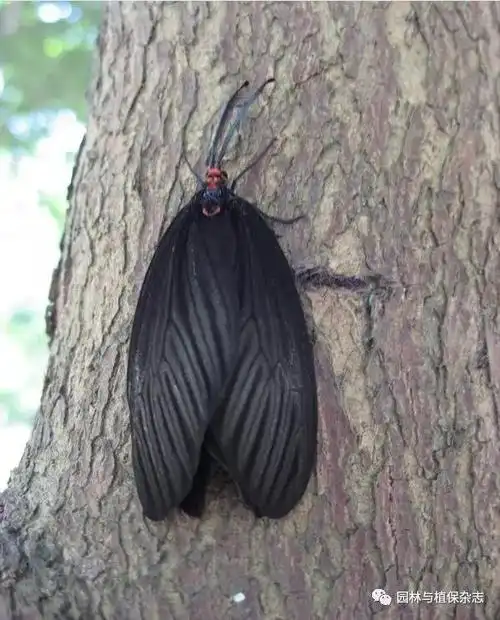 重阳木锦斑蛾的发生与防治