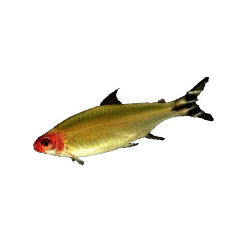 红鼻剪刀活体观赏鱼热带鱼淡水鱼冷水鱼小型鱼群游灯科鱼