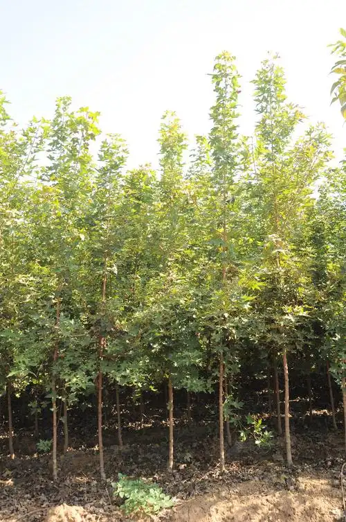 2年生长期元宝枫幼苗