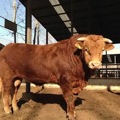 济宁恩施黄牛产地行情